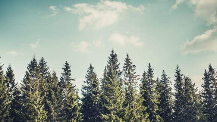 Skotare på skogsbilväg med timmerlass